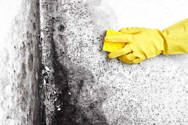 Best Mold Prevention Services  in Clute, TX